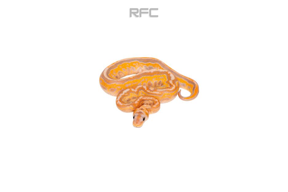BH RS Leo Banana Clown (FM)
