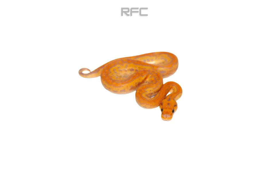 BH RS Banana Clown (FM)