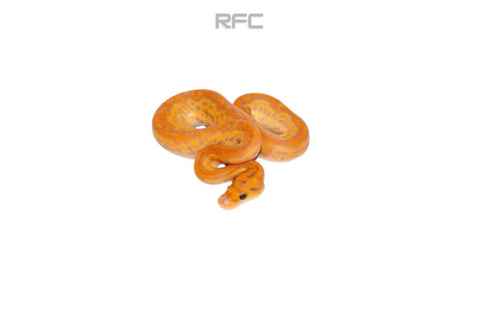 BH RS Banana Clown (FM)