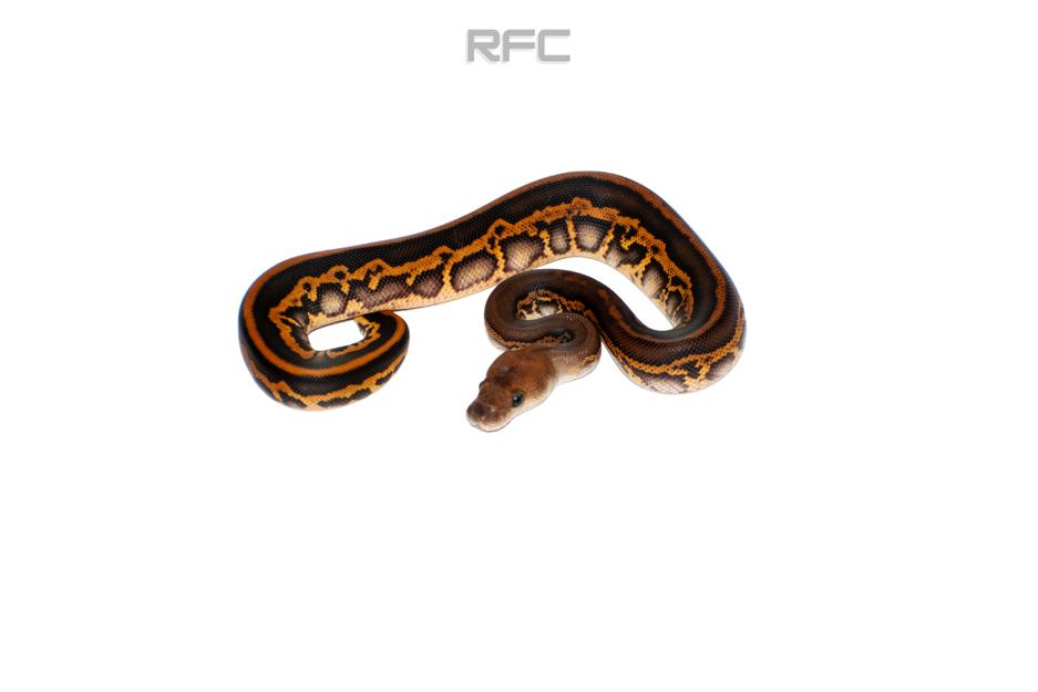BH Leo Phantom Clown