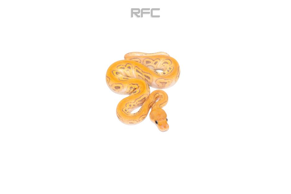 BH Phantom Banana Clown