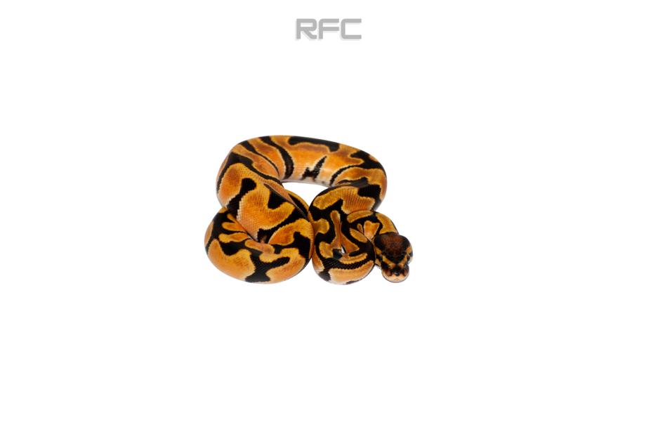 Super OD TH Hypo DG Puzzle