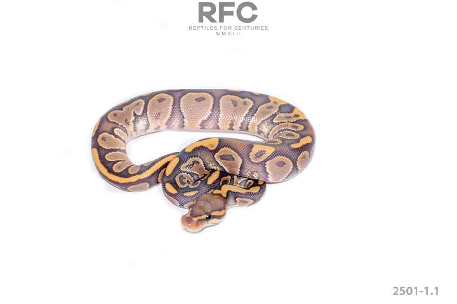 OD Chocolate Hypo DH Puzzle Ultramel