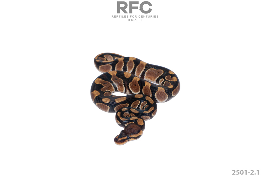 OD Chocolate Het Puzzle 66% Het Hypo 50% Het Ultramel