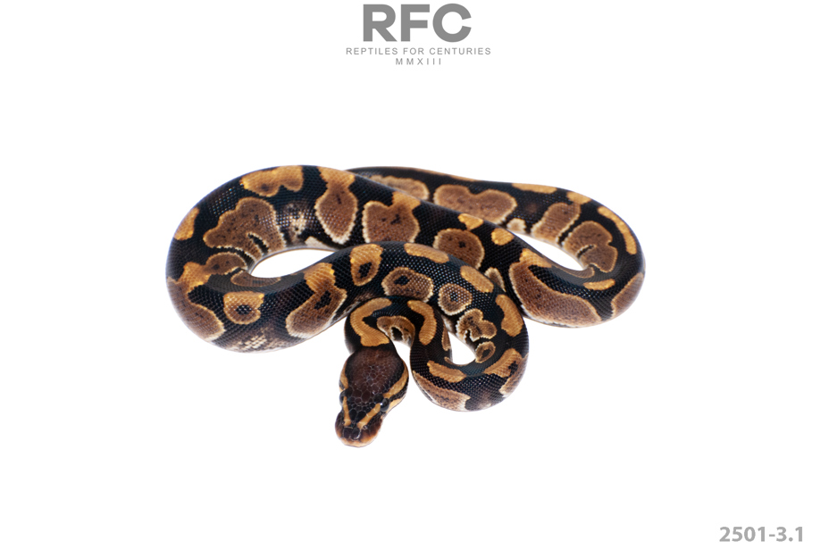 Chocolate Het Puzzle 66% Het Hypo 50% Het Ultramel