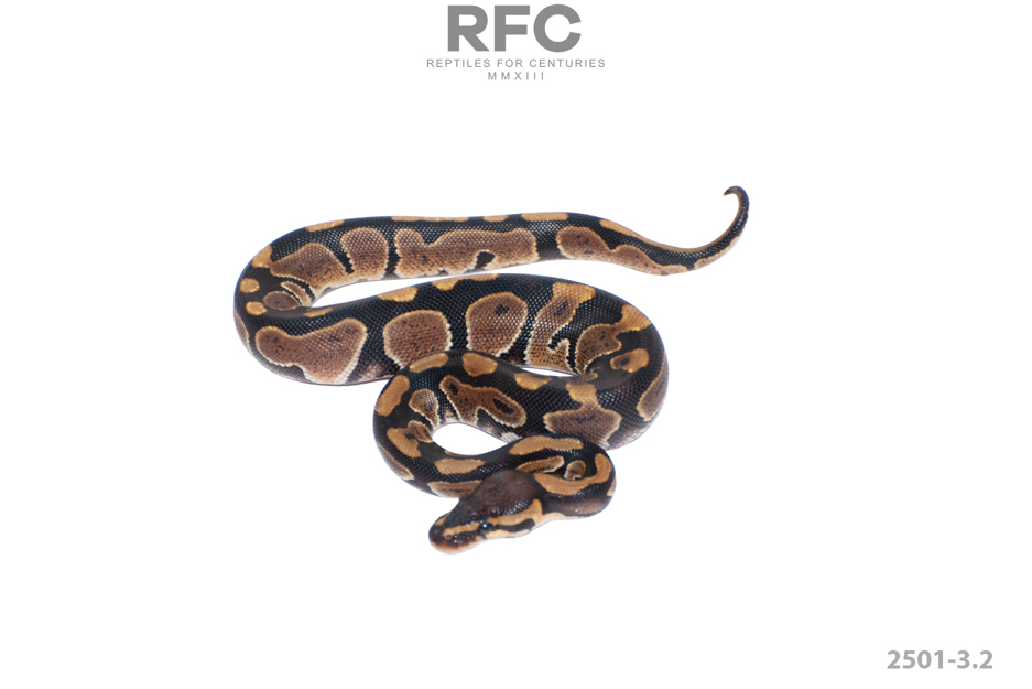 Chocolate Het Puzzle 66% Het Hypo 50% Het Ultramel