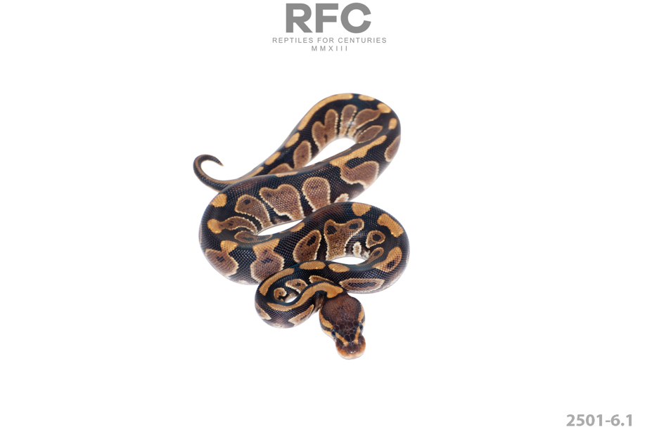 Chocolate Het Puzzle 66% Het Hypo 50% Het Ultramel