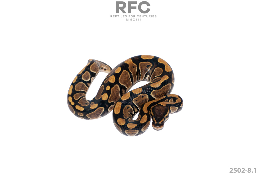 Het Hypo 66% Het Axanthic 50% Het DG