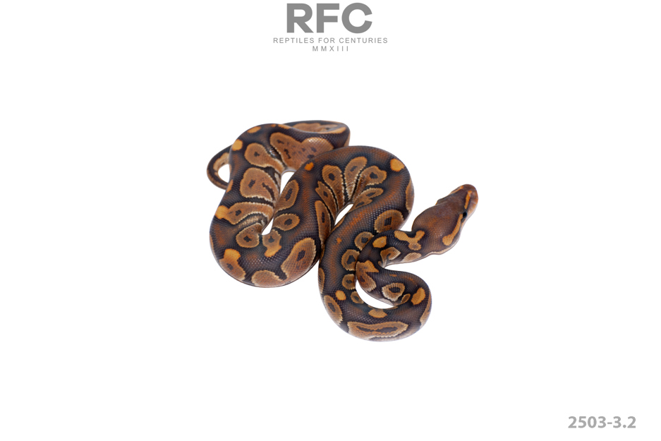 Chocolate Hypo Het Sunset