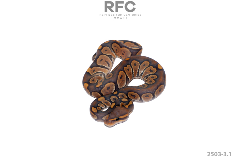 Chocolate Hypo Het Sunset