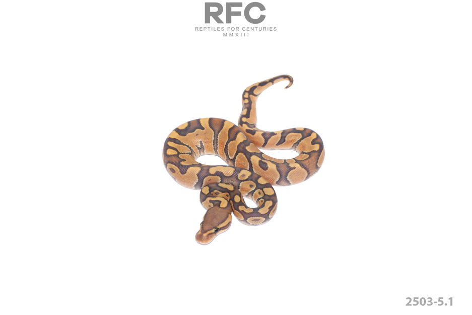 Enchi Chocolate Hypo Het Sunset