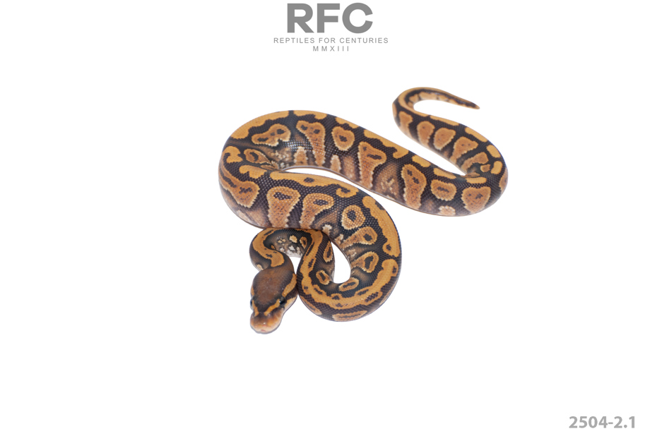 Mandarin Hypo Het Paint