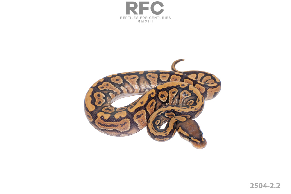 Mandarin Hypo Het Paint