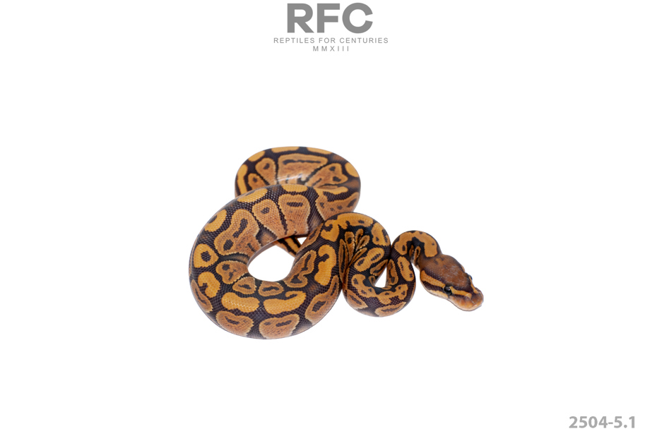 Mandarin Hypo Het Paint