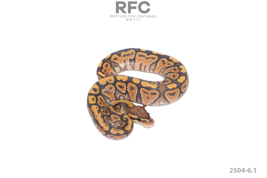 Mandarin Hypo Het Paint