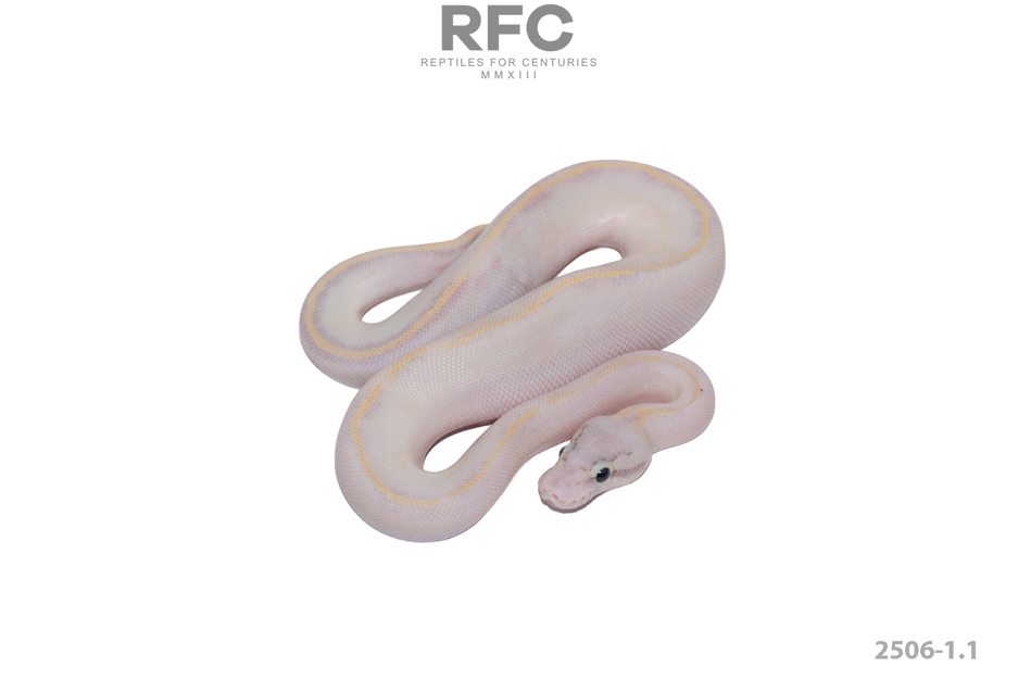 Pastel Ivory (OD & Fire) DH Axanthic Monsoon