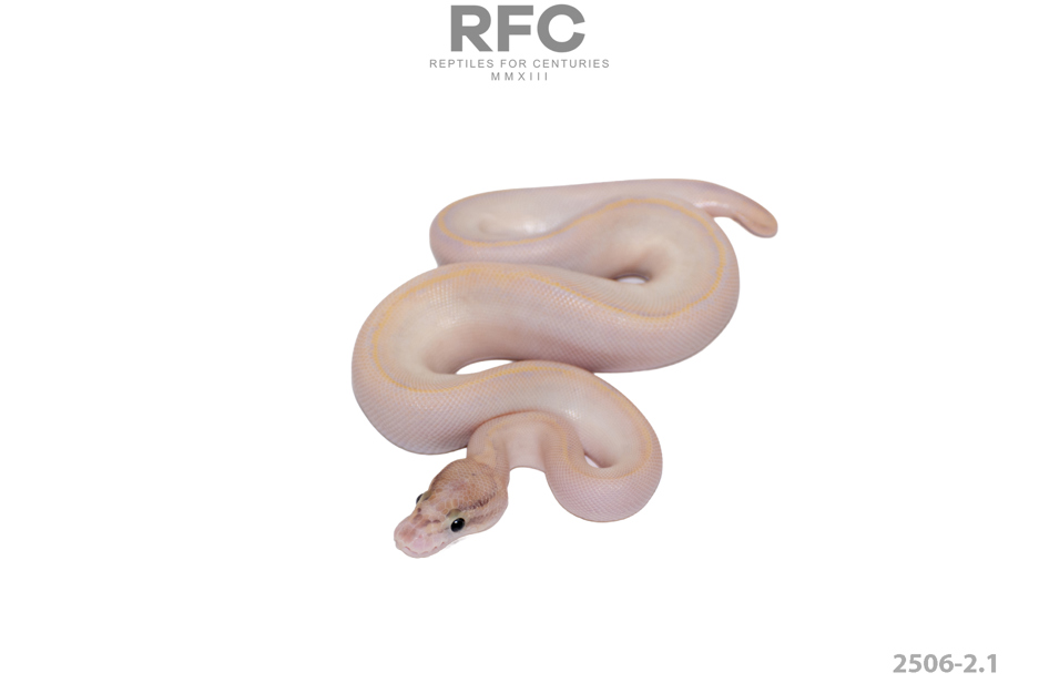 Ivory (OD & Fire) DH Axanthic Monsoon