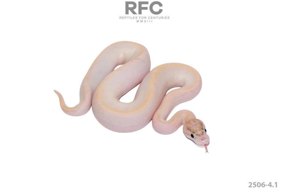 Ivory (OD & Fire) DH Axanthic Monsoon