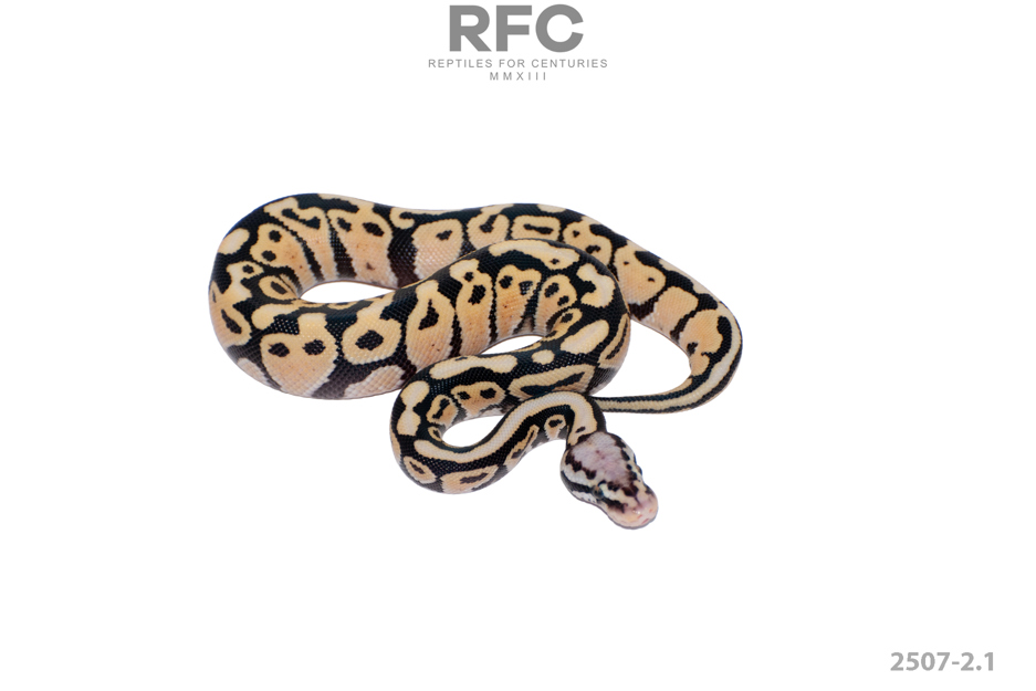 Pastel SN DG 50% H Tri Stripe Hypo