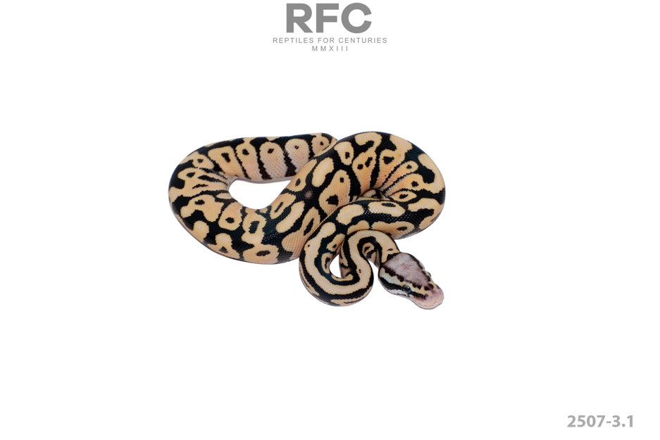 Pastel SN DG 50% H Tri Stripe Hypo