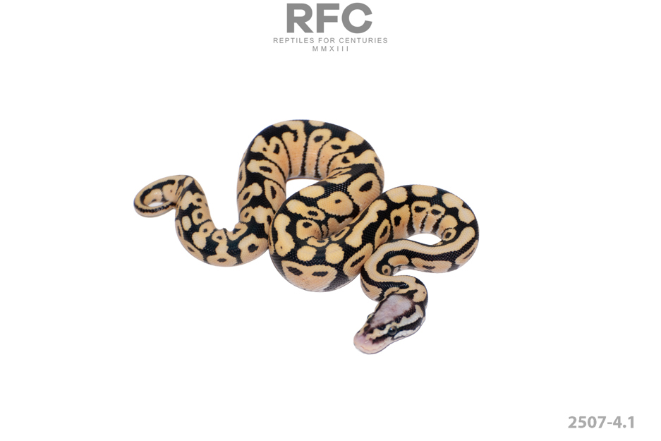 Pastel SN DG 50% H Tri Stripe Hypo