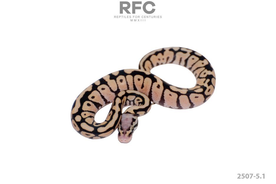 Pastel SN DG 50% H Tri Stripe Hypo
