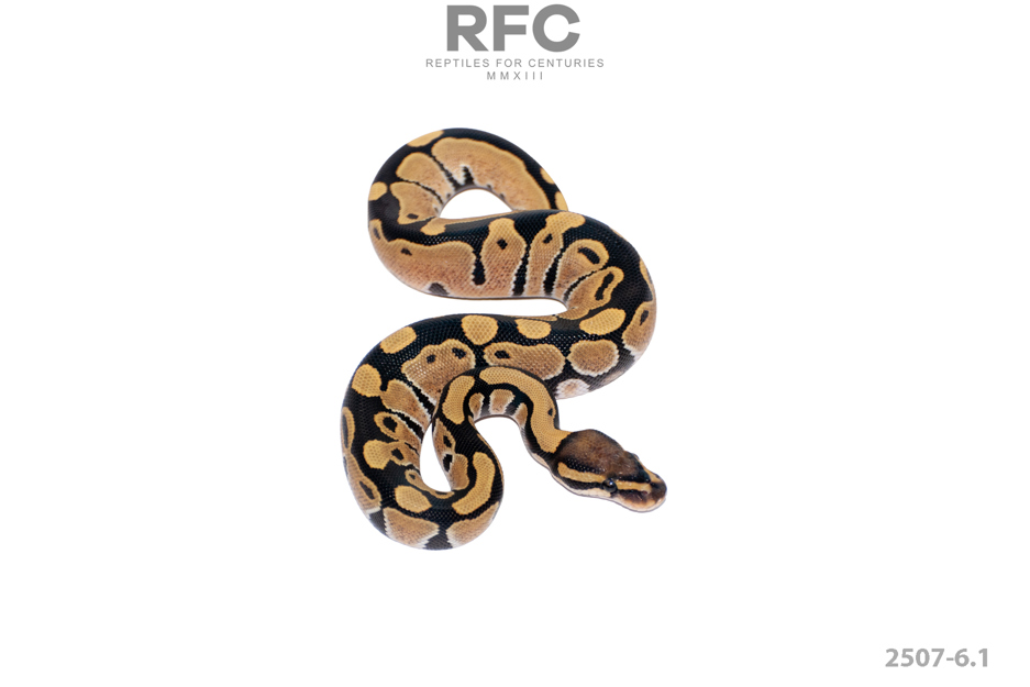 DG 50% H Tri Stripe Hypo