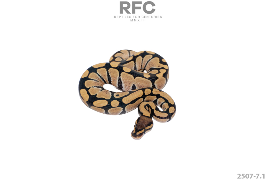 DG 50% H Tri Stripe Hypo