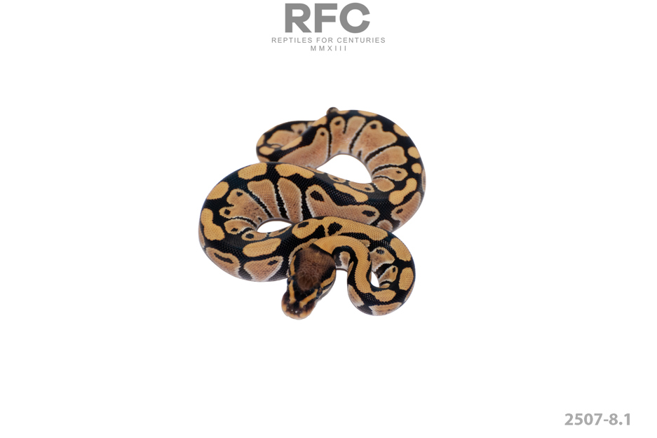 DG 50% H Tri Stripe Hypo