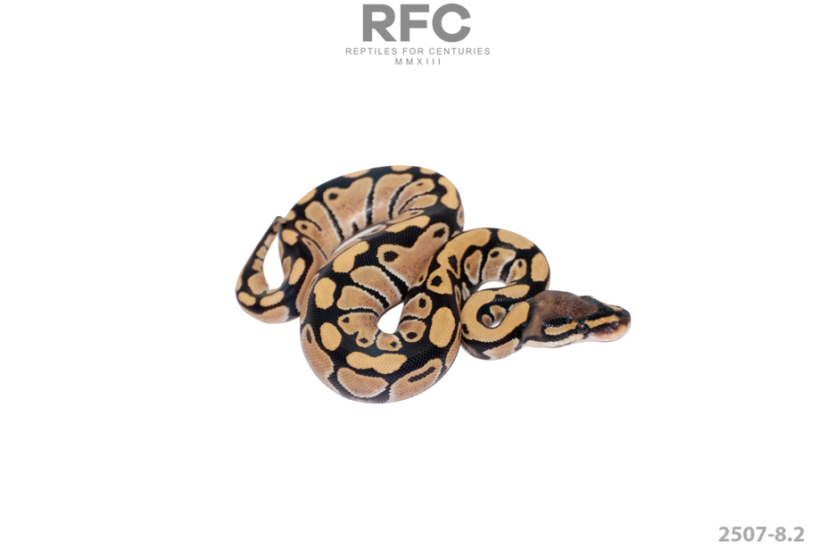 DG 50% H Tri Stripe Hypo