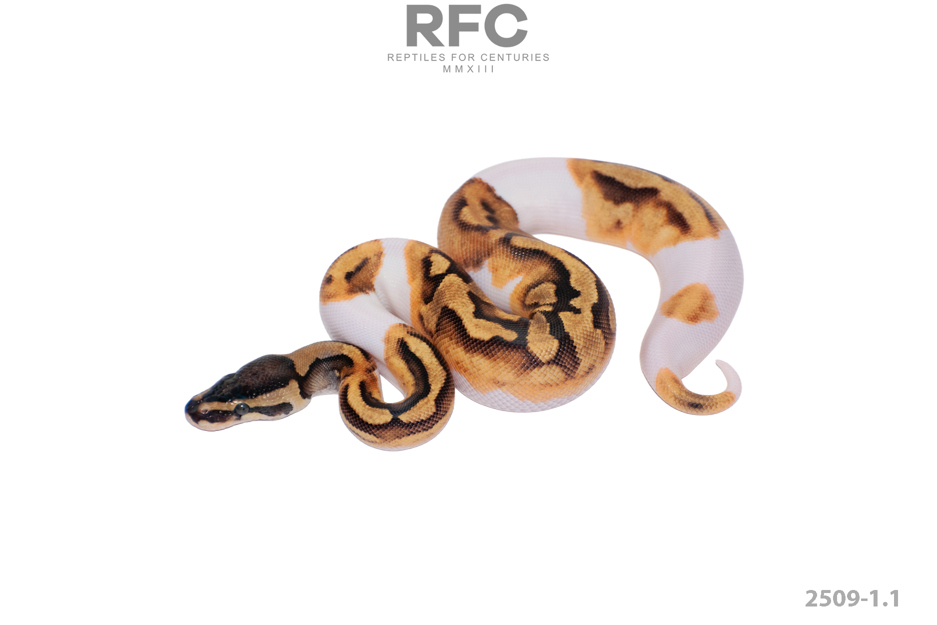 Enchi Pied Het Axanthic