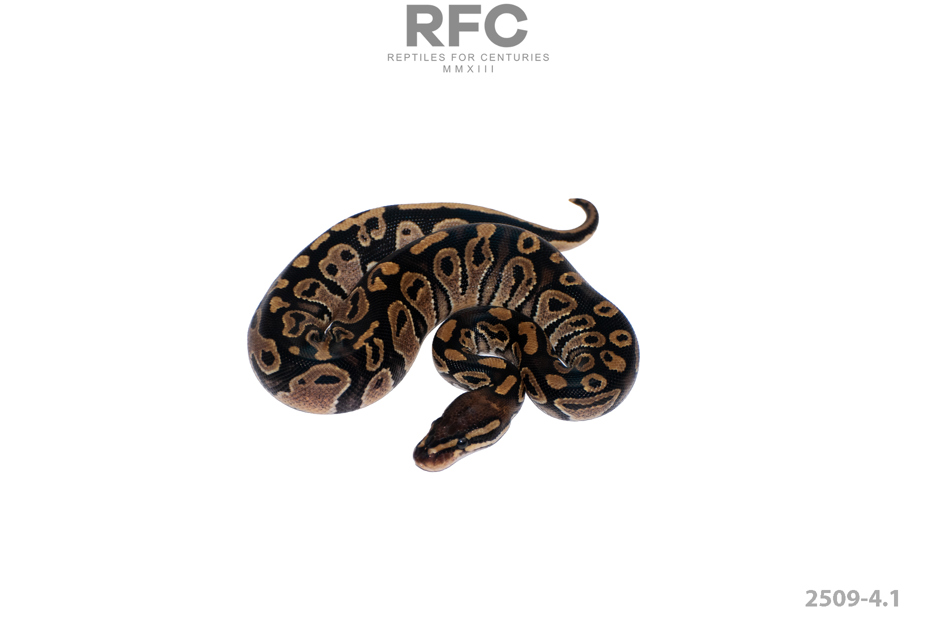 TH Monsoon Axanthic Pied