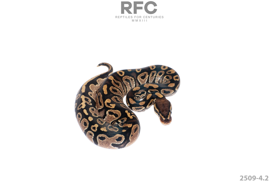 TH Monsoon Axanthic Pied