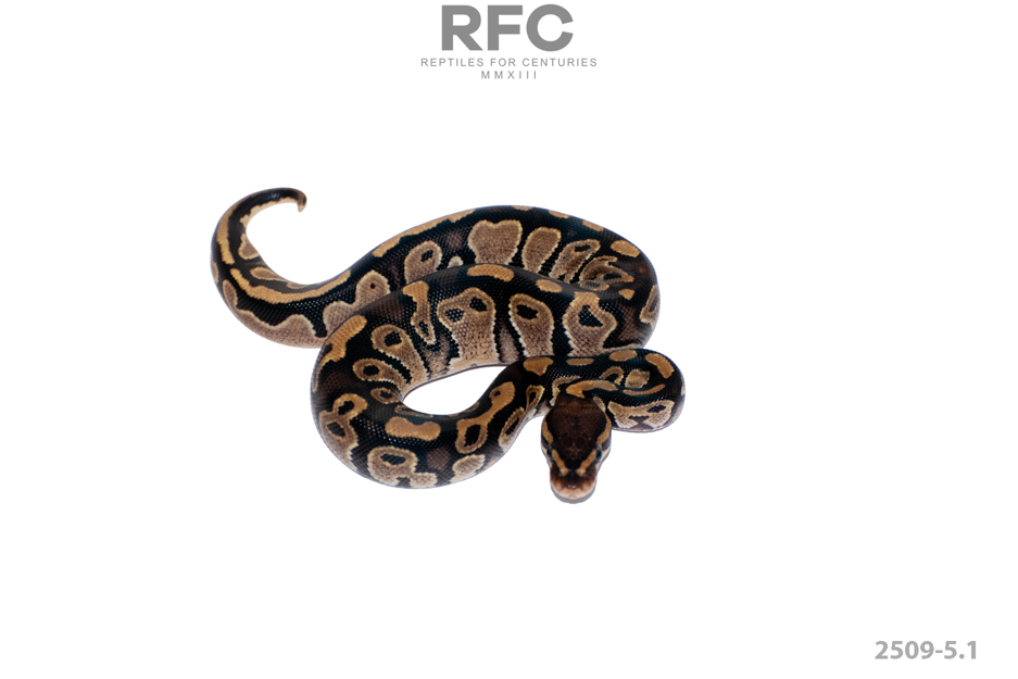 TH Monsoon Axanthic Pied