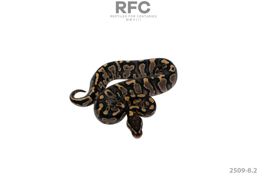 YB TH Monsoon Axanthic Pied