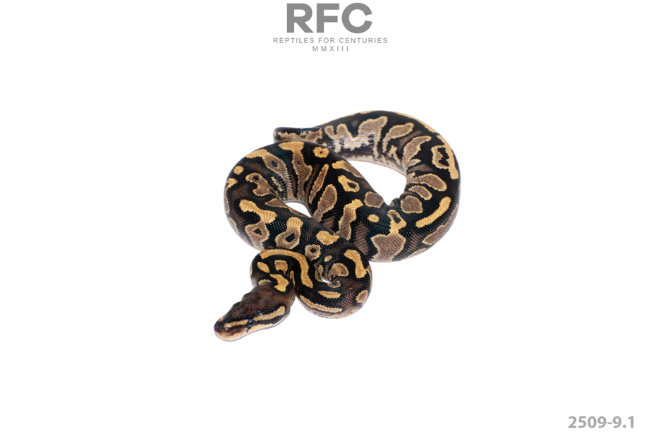 TH Monsoon Axanthic Pied