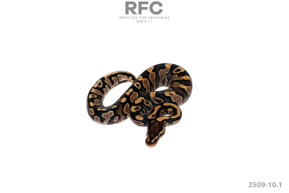 TH Monsoon Axanthic Pied