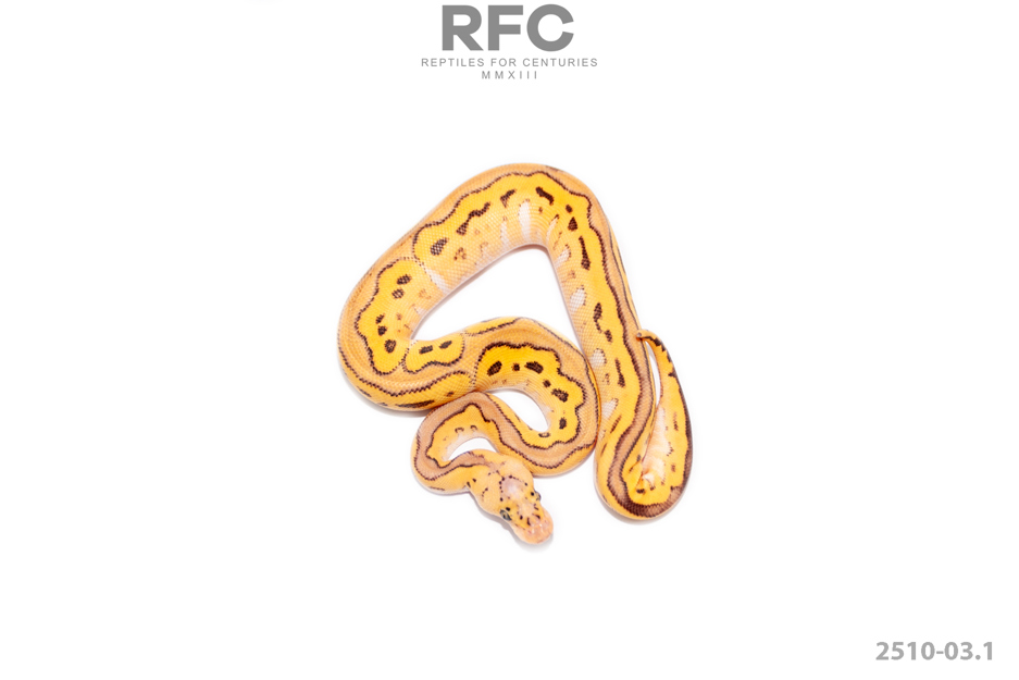 Pastel Special Clown Het Lavender