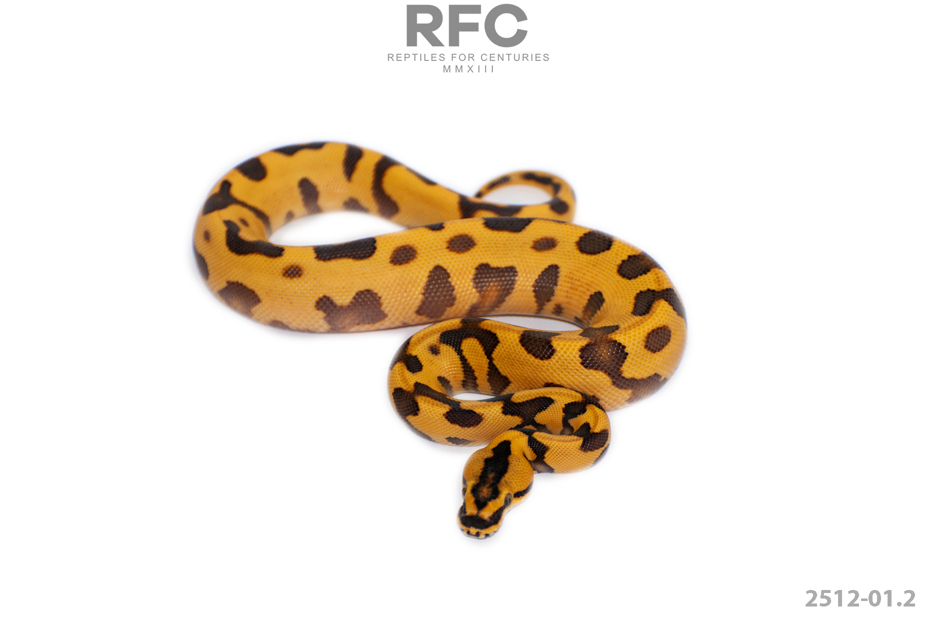 Super Enchi YB Leo DG Het Cryptic