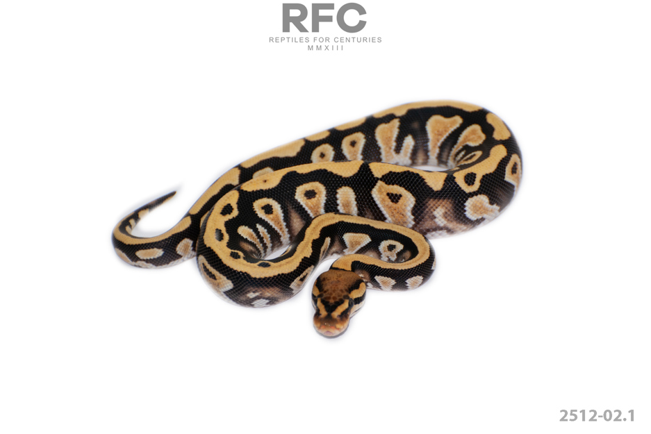 Cypress Lace DG Het Cryptic