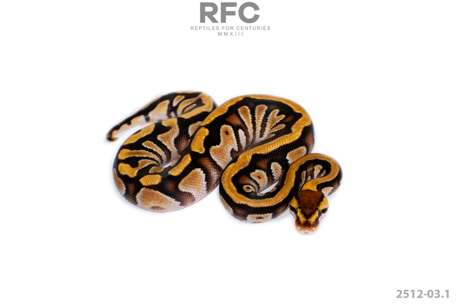 Cypress Enchi DH DG Cryptic