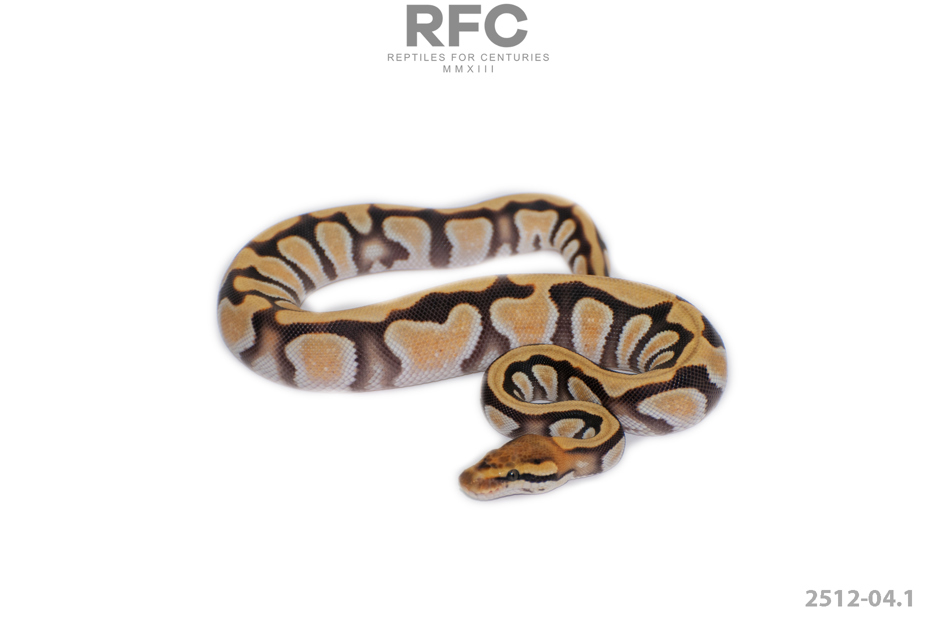 Cypress Enchi Lace DG Het Clown