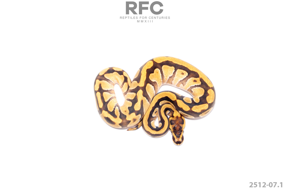 Cypress Enchi DH DG Clown