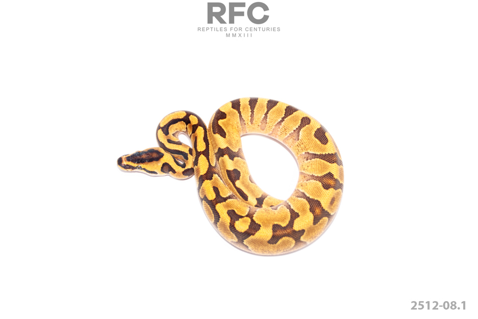 Super Enchi YB DH DG Cryptic