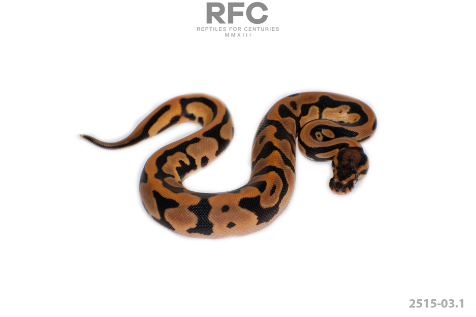 OD Leopard DH DG Pied