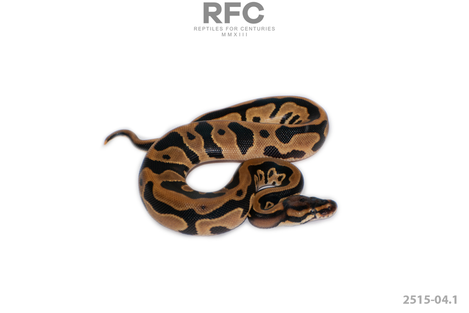 OD Leopard DH DG Pied