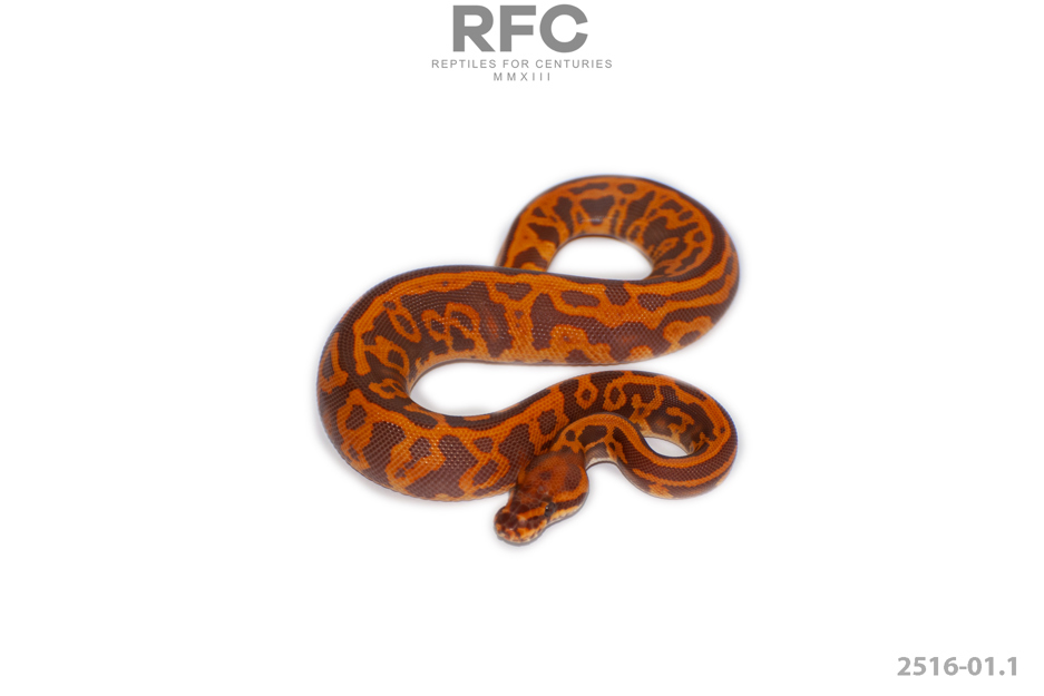 Confusion Leo BP Ultramel Het Pied 50% Het Clown