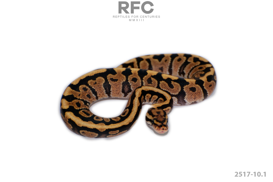 Vanilla SN DH Paint Clown 50% Het Hypo