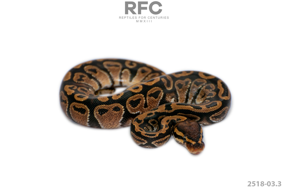 TH Sunset Paint Ultramel