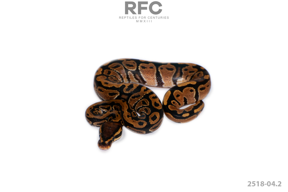 TH Sunset Paint Ultramel